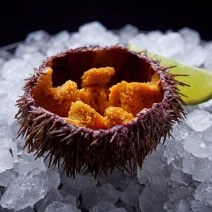 Морской Ёж 1шт
